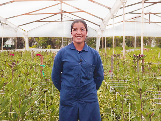 Growing with our customers: Alstroemerias from Colombia