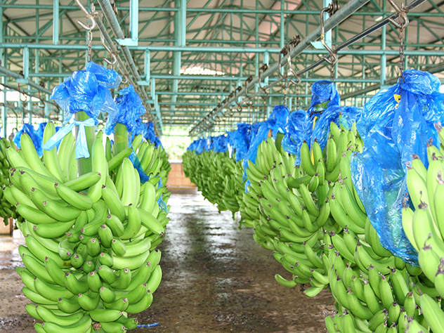 Shipping bananas: Sea freight shipment